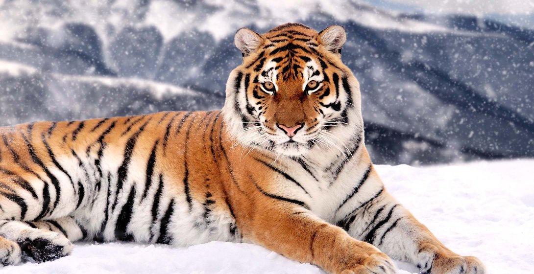 2026 Paki SE Intro 119